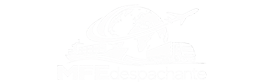 MFEdespachante